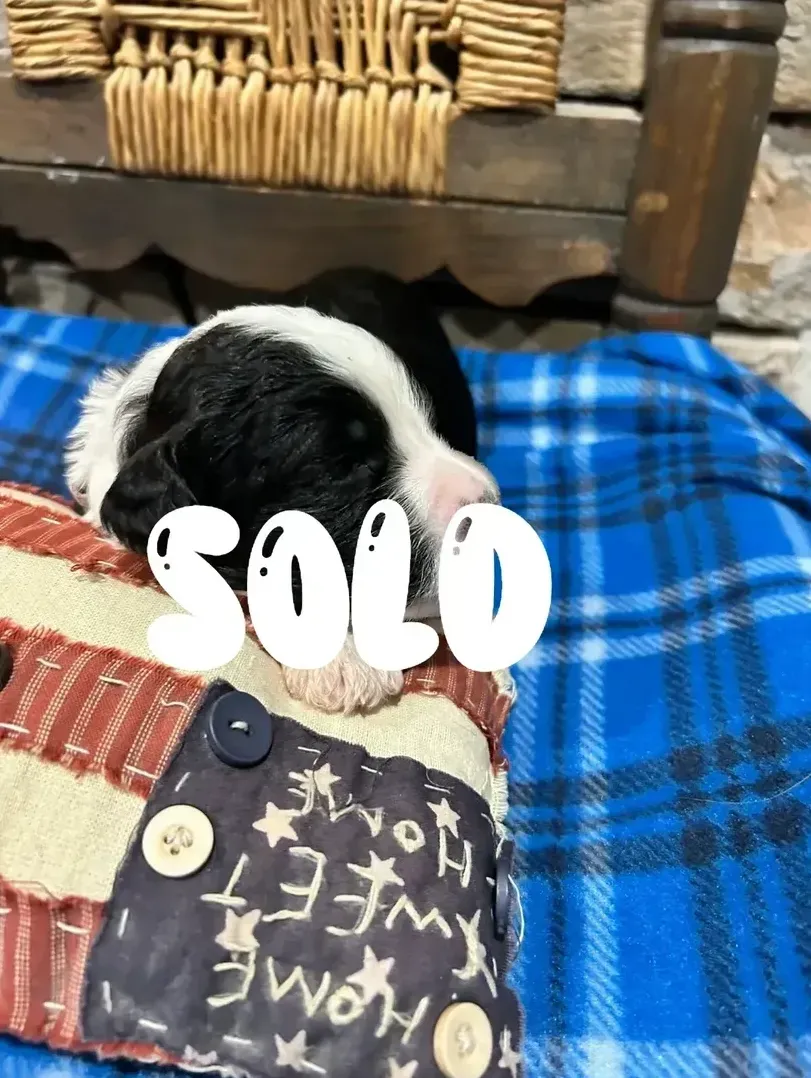 A black and white puppy is laying on a plaid blanket.
