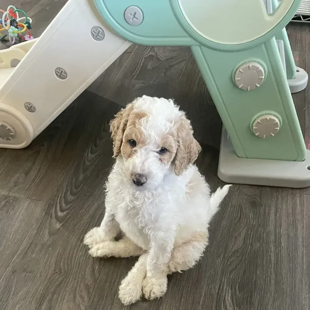Bernedoodle Puppies For Sale Prescott, AZ