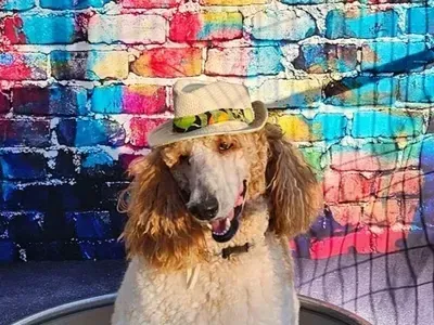 A white poodle wearing a cowboy hat is sitting in a bathtub.