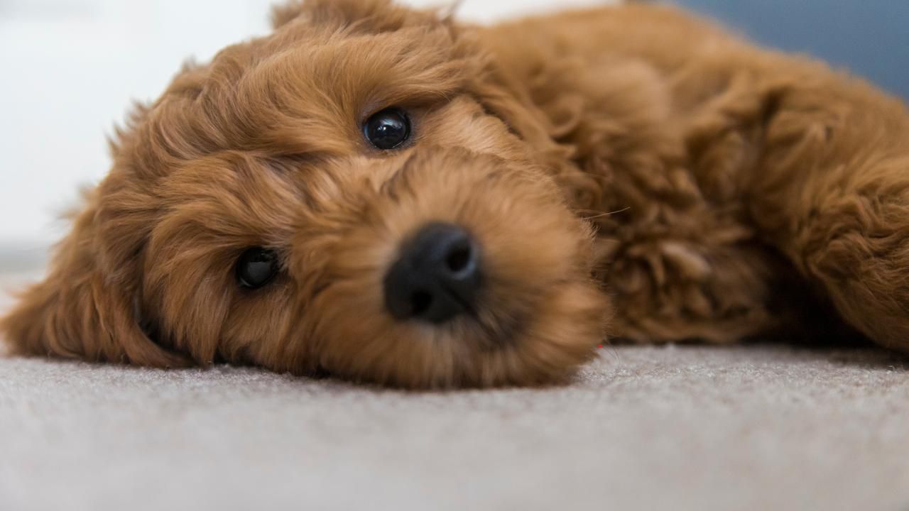 dog allergies