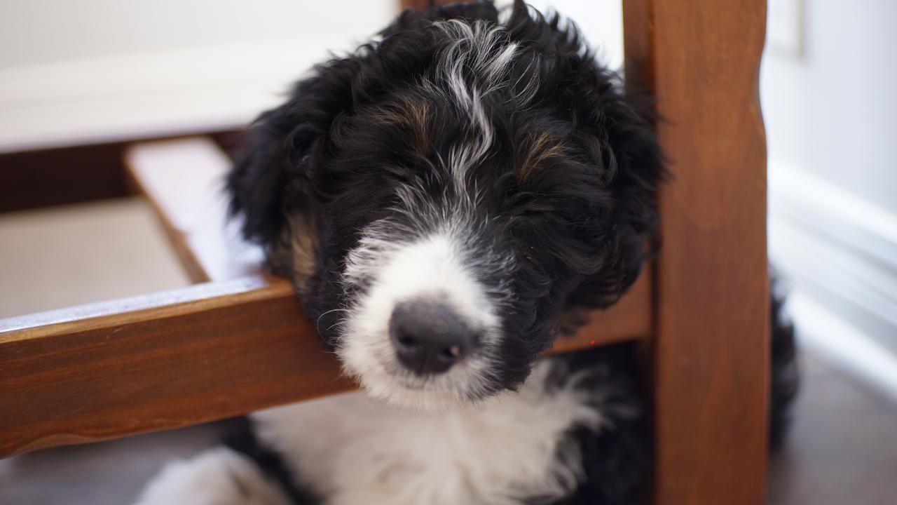 signs of dog illness