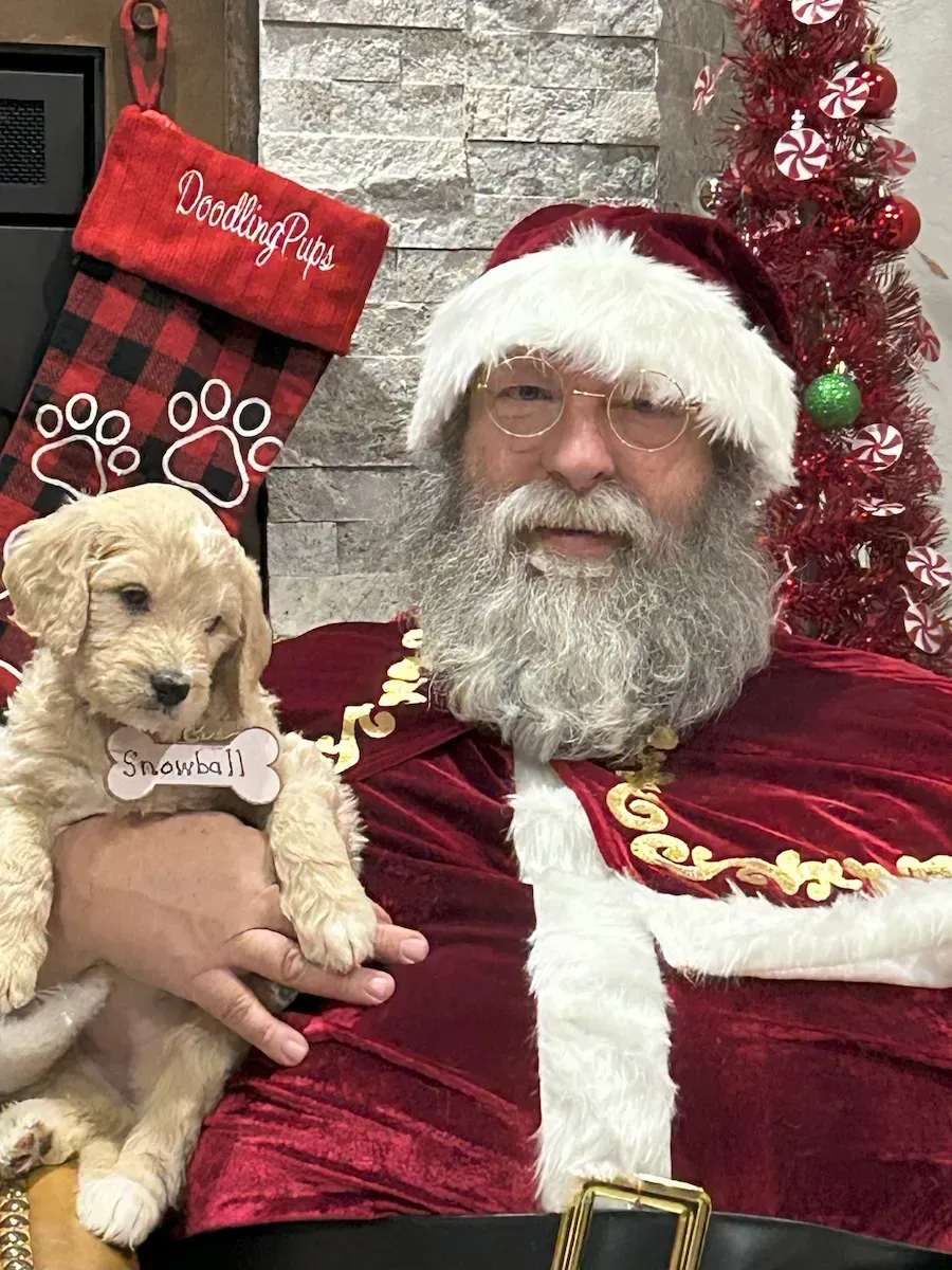 A puppy is laying next to a paw print sign that says one week.