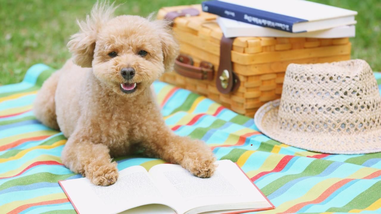keeping dogs cool