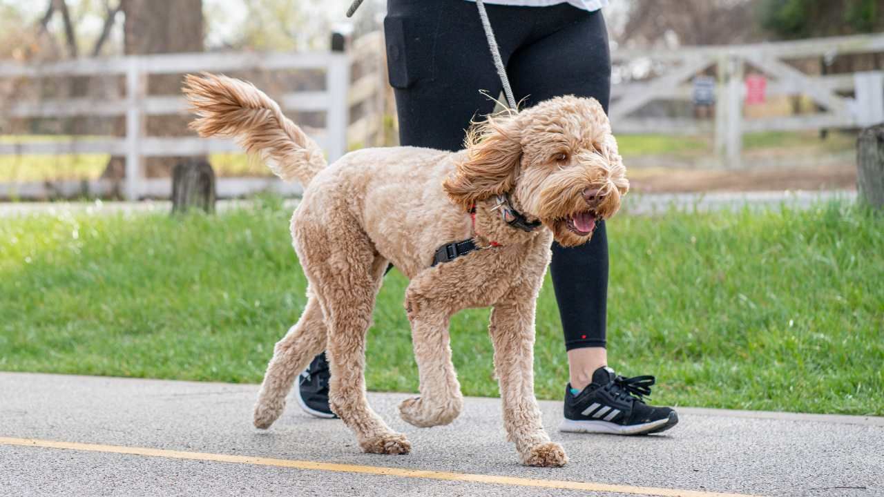 walking your dog