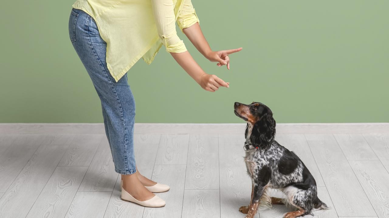 hand signal training