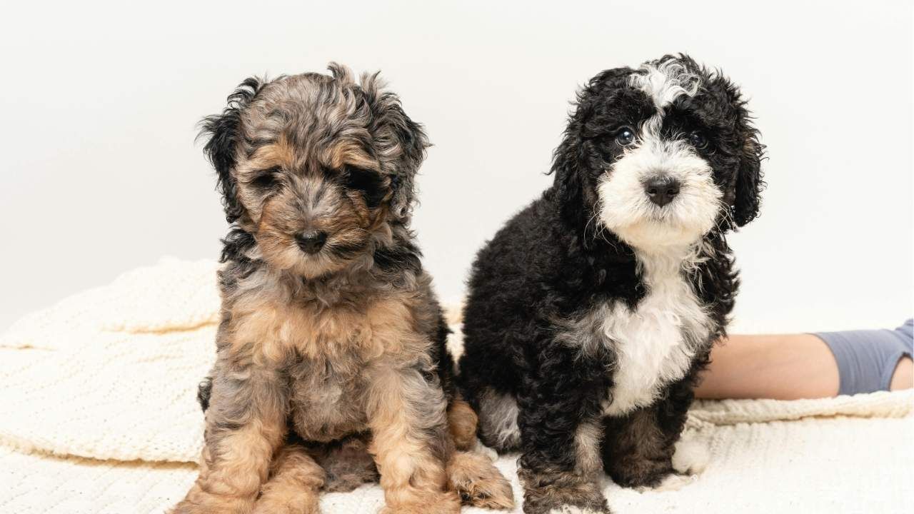 Bernedoodle puppies