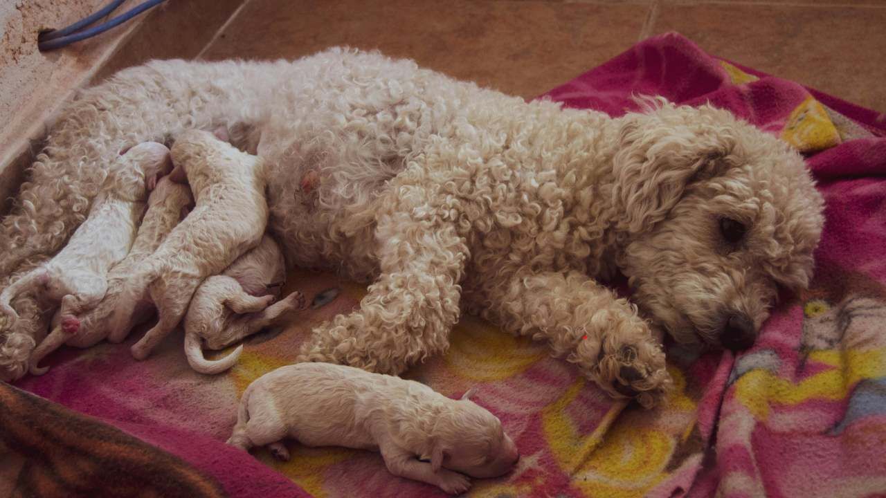 whelping puppies