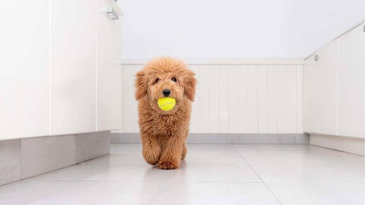 when to train a puppy