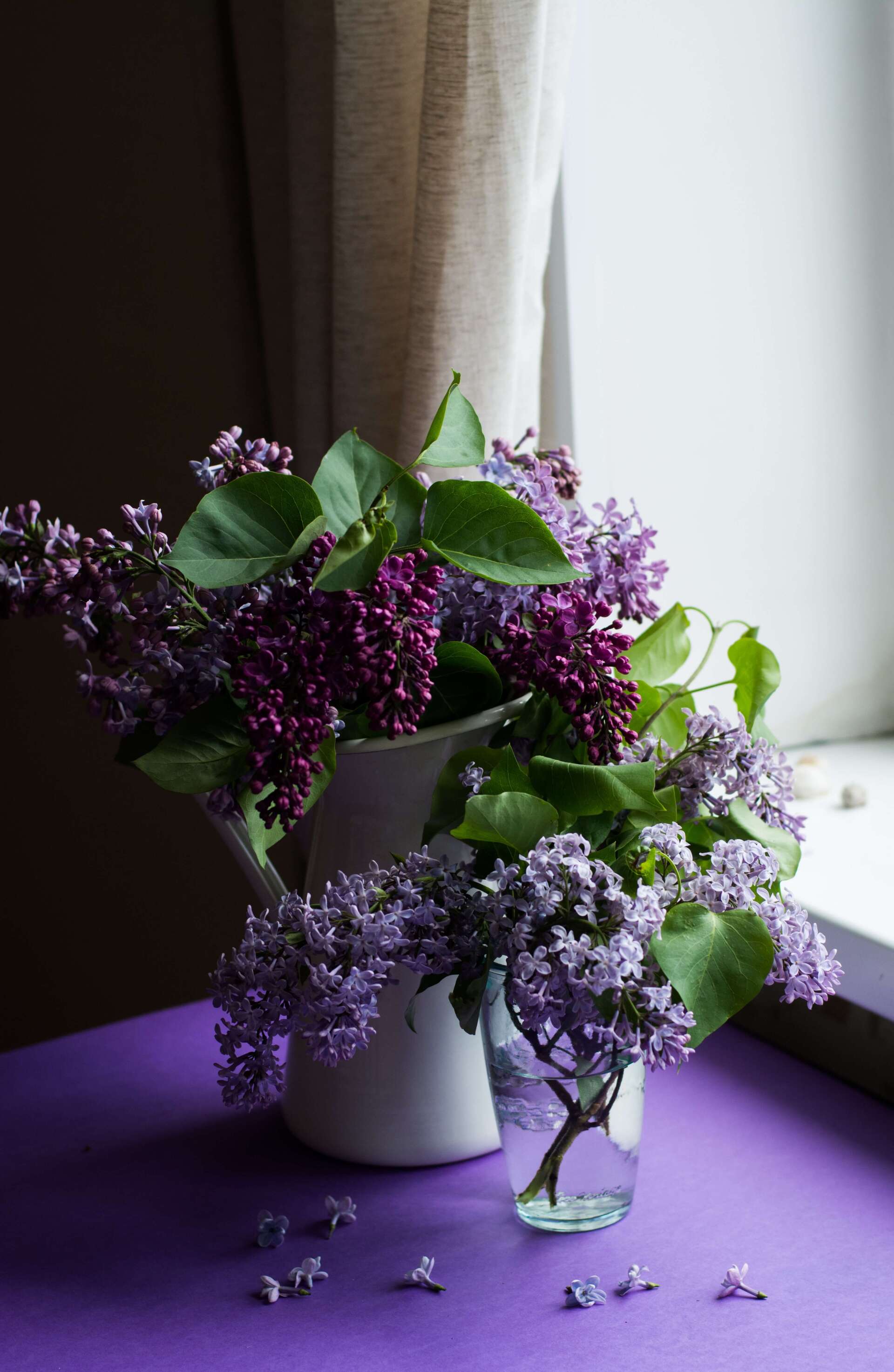 What is Cremation Purple Lilacs