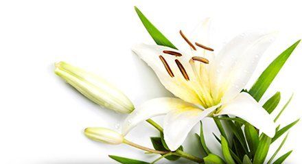Winnipeg Funeral Home White Lily