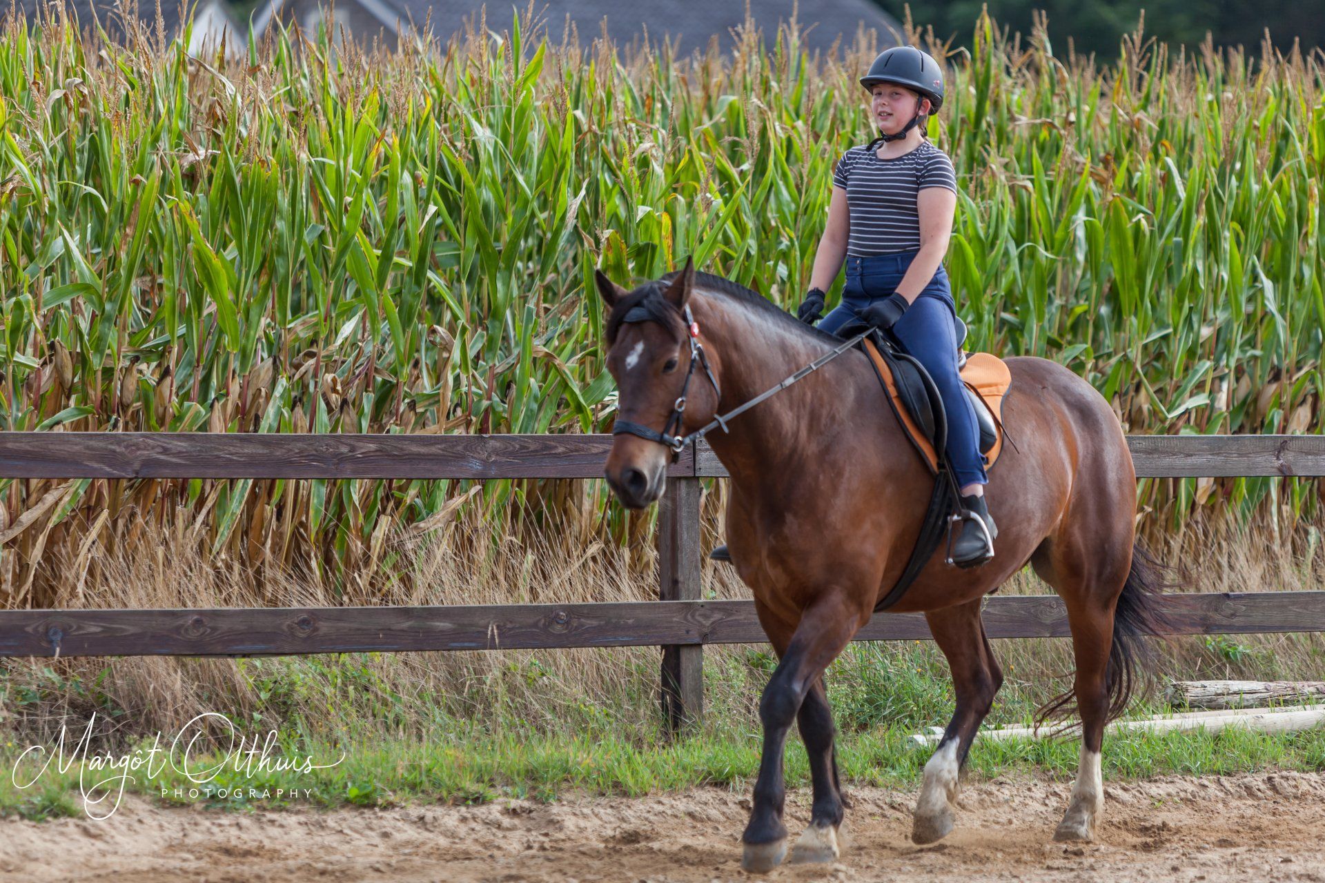 Dressuurlessen beginners