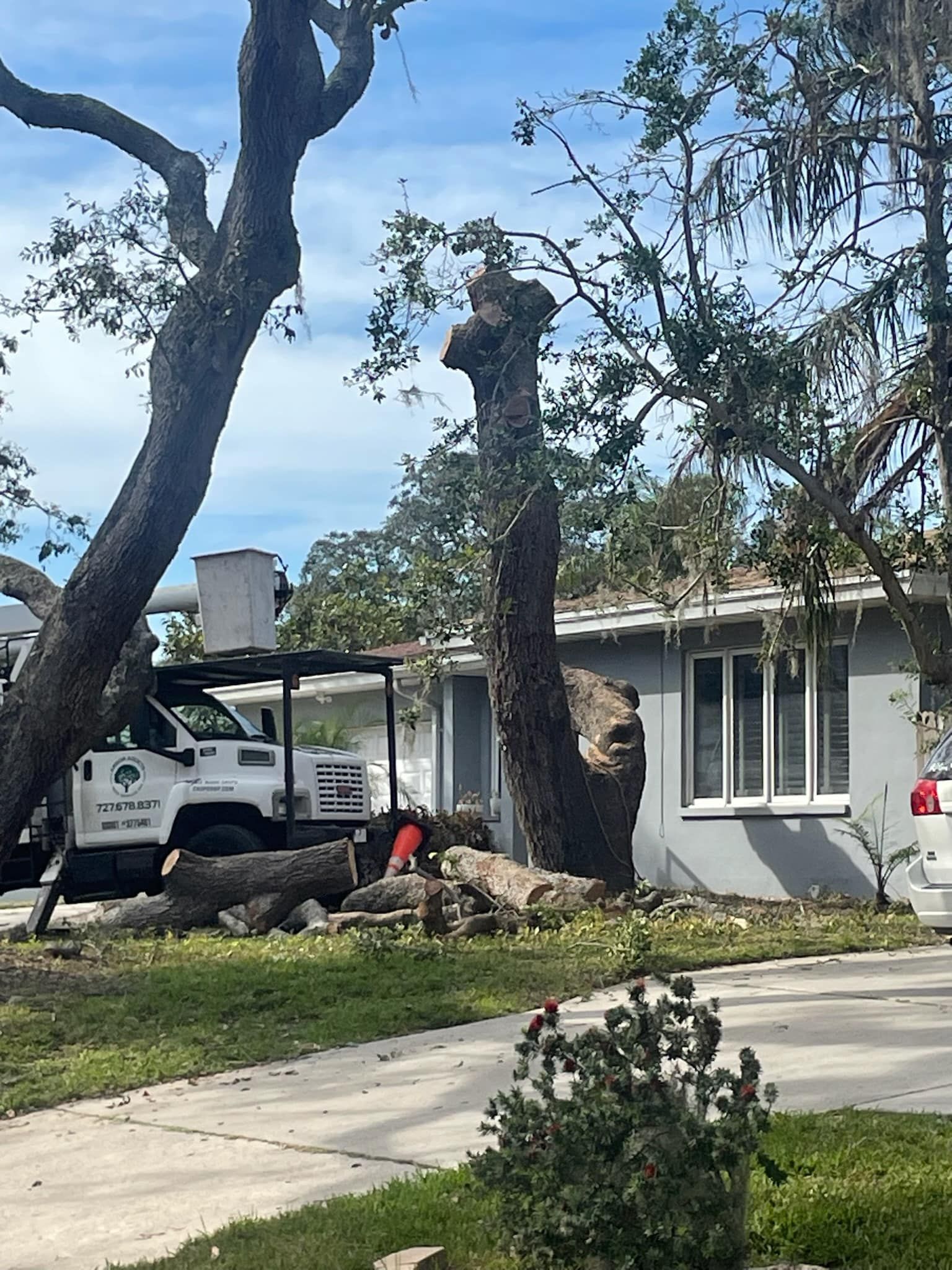 Professional Tree Removal Service