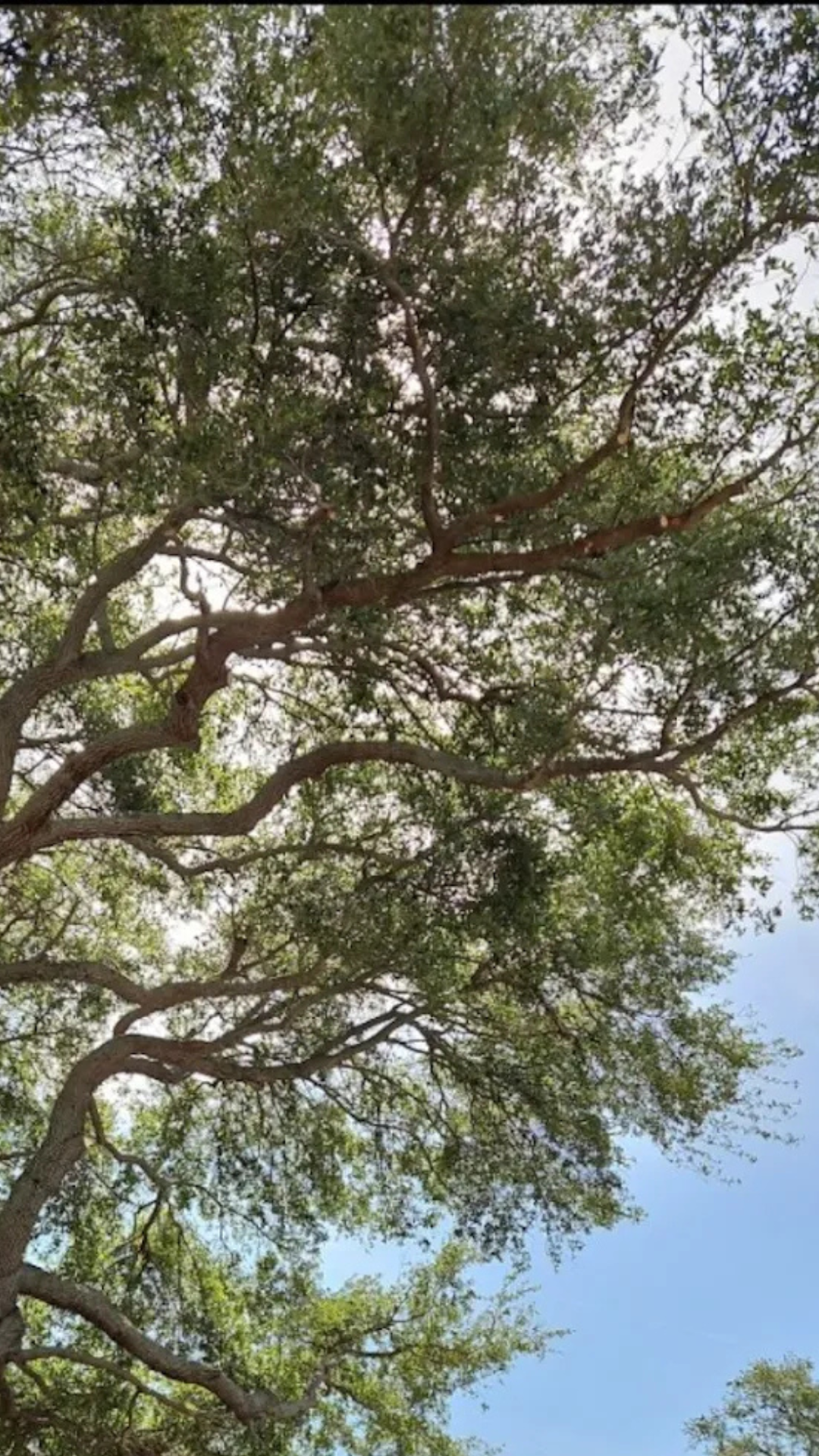 Tree service Pinellas County FL