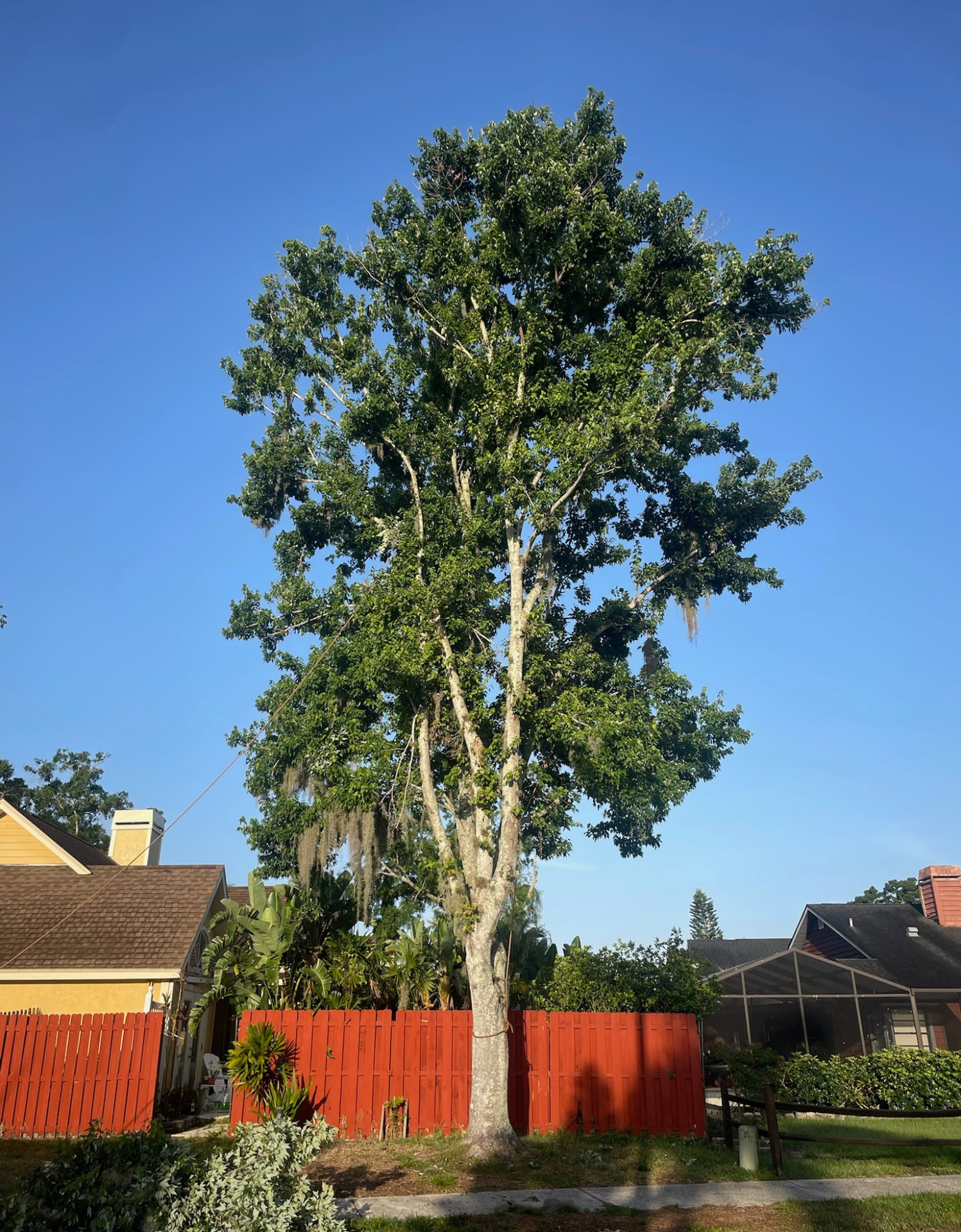 Tree removal services