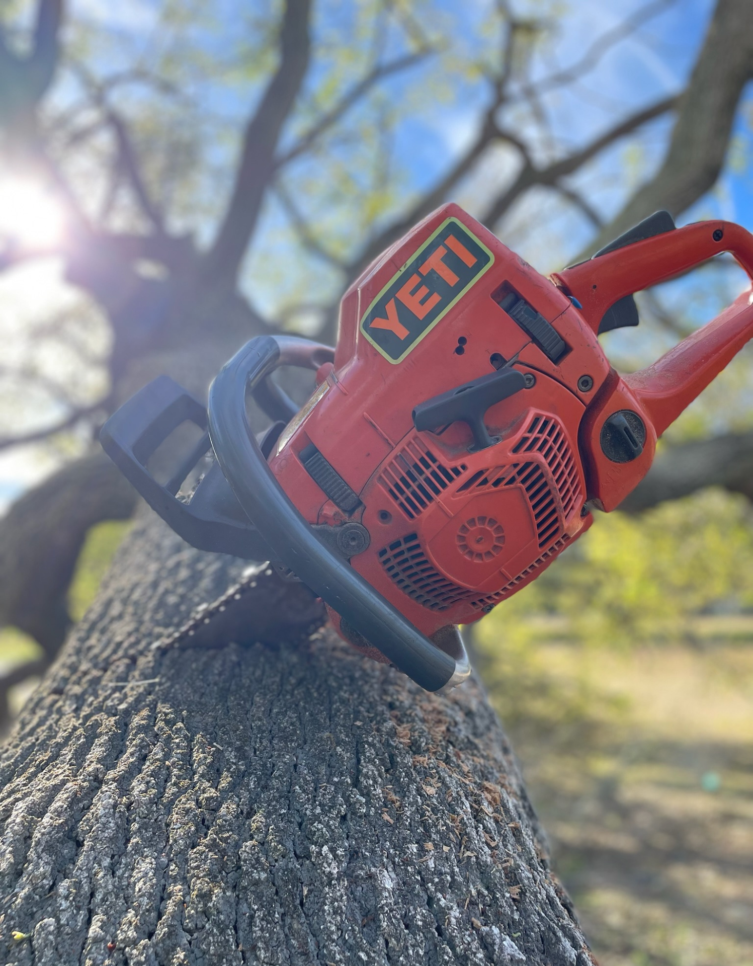 arborist Clearwater FL