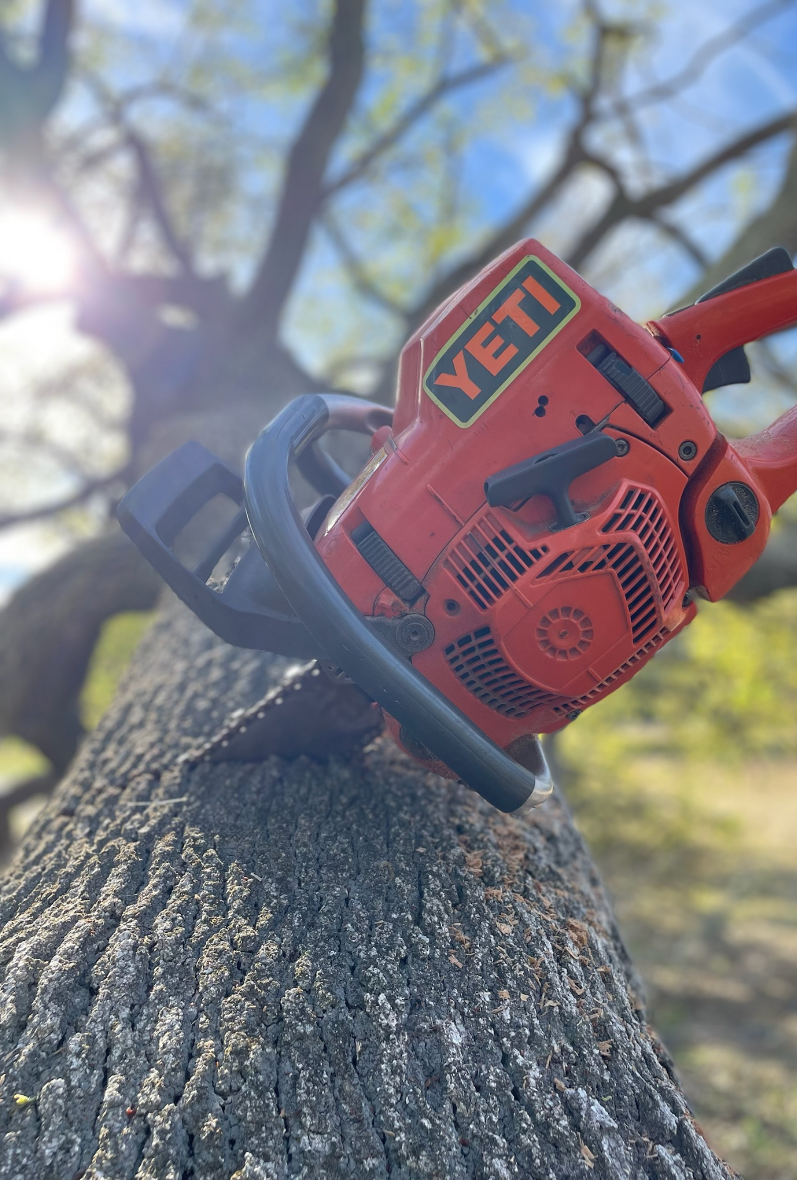arborist Clearwater FL