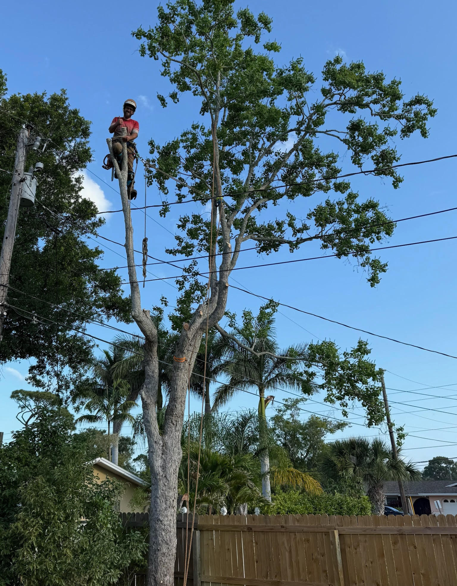 Tree trimming Pinellas County 