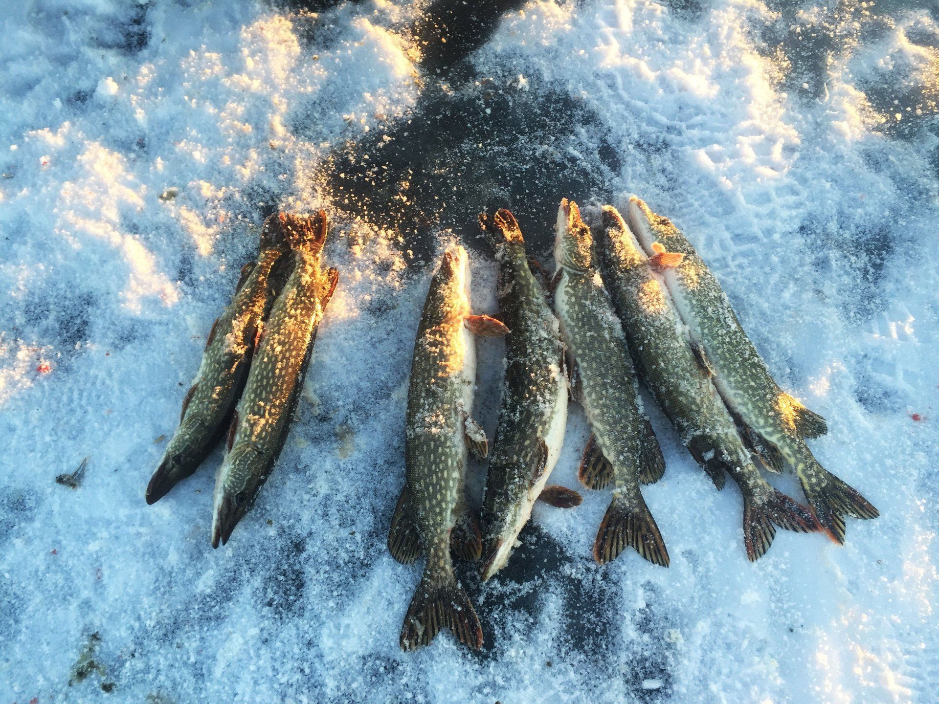 7 fish caught while ice fishing