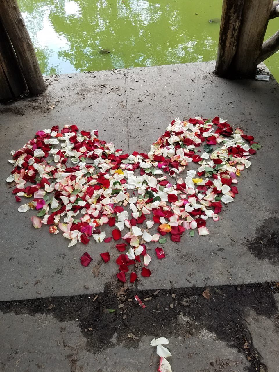 A heart shape made of red, white, and pink rose petals on a concrete surface by a pond.