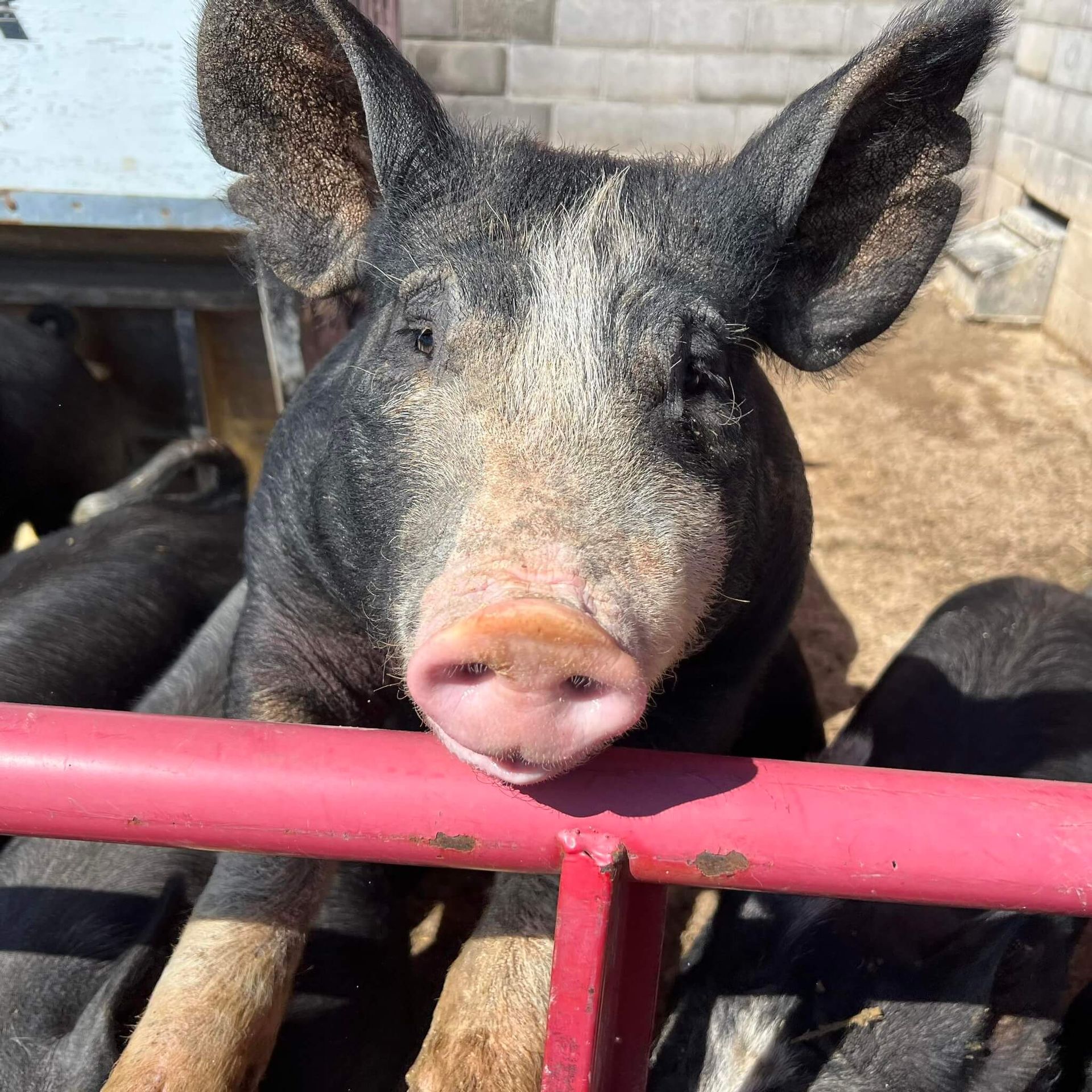 Black pig with pink snout, peeking over a red fence, looking directly at the camera.