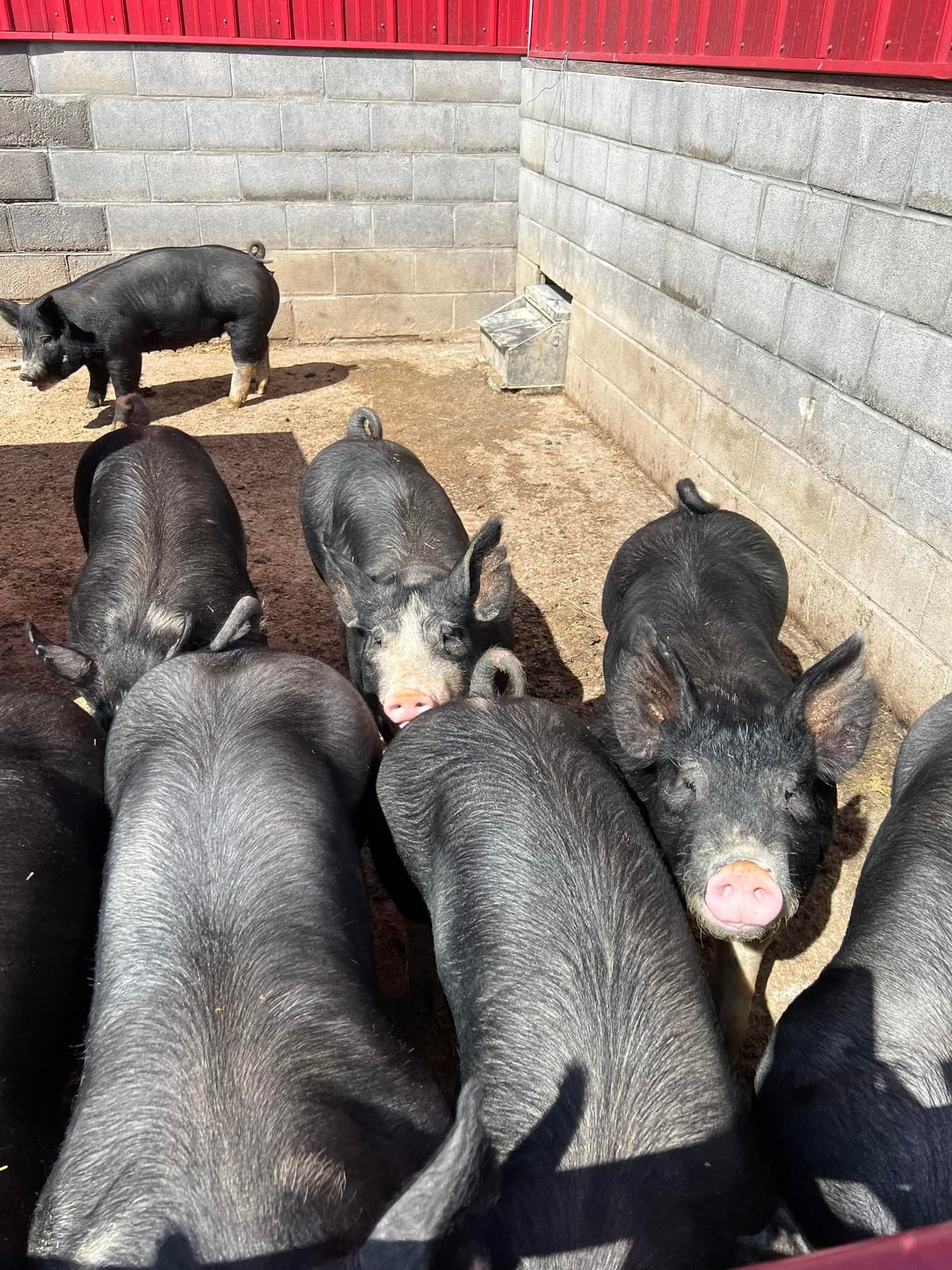 A group of black pigs with pink snouts in a pen with a red wooden border.