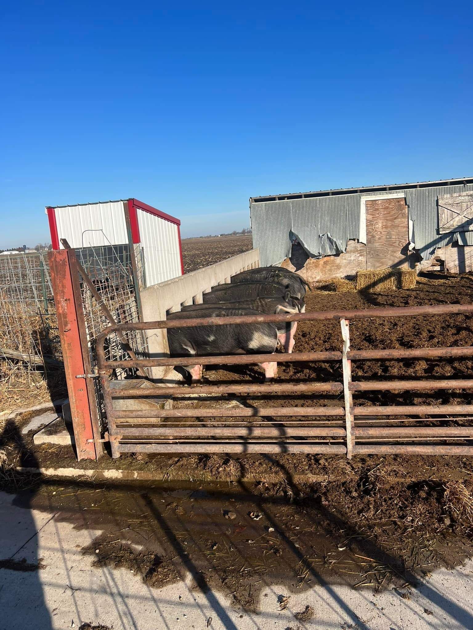 A fenced area with a black animal, building, and stairs against a blue sky.