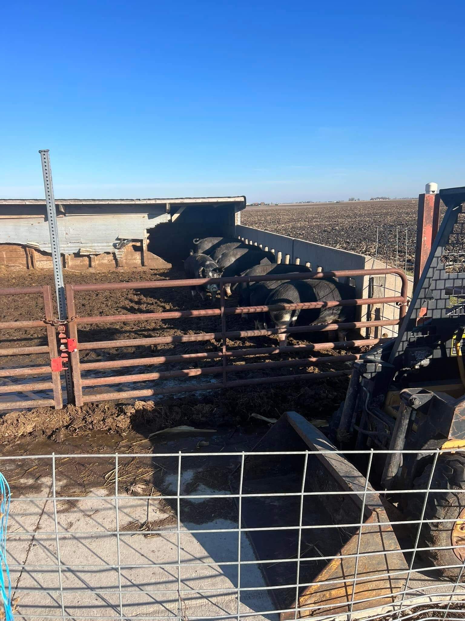 Cattle huddled behind a fence in a muddy pen, under a bright blue sky.