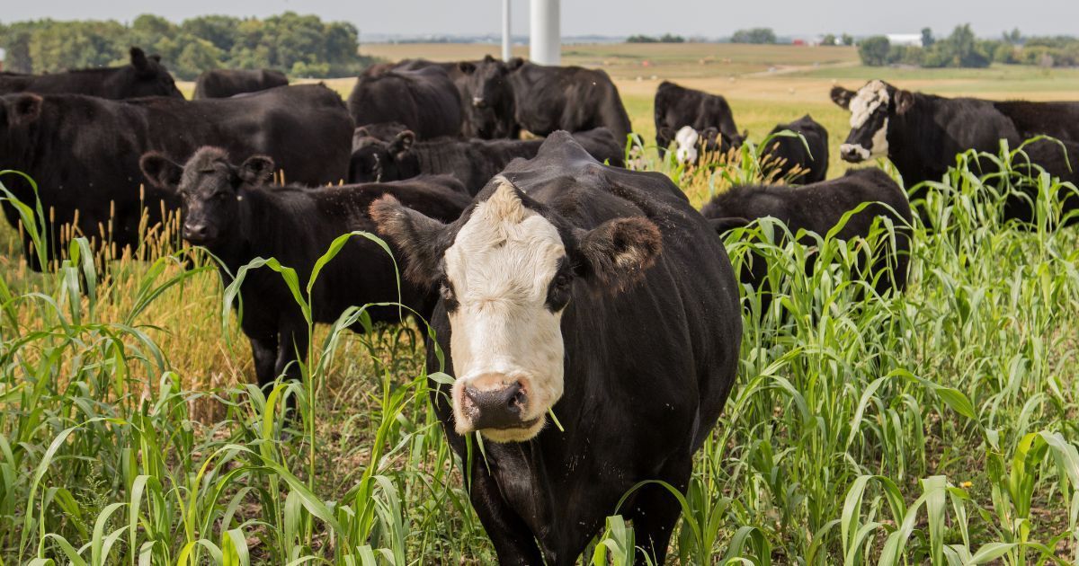 Black and white cows grazing in a grassy field, with a wind turbine visible in the distance.