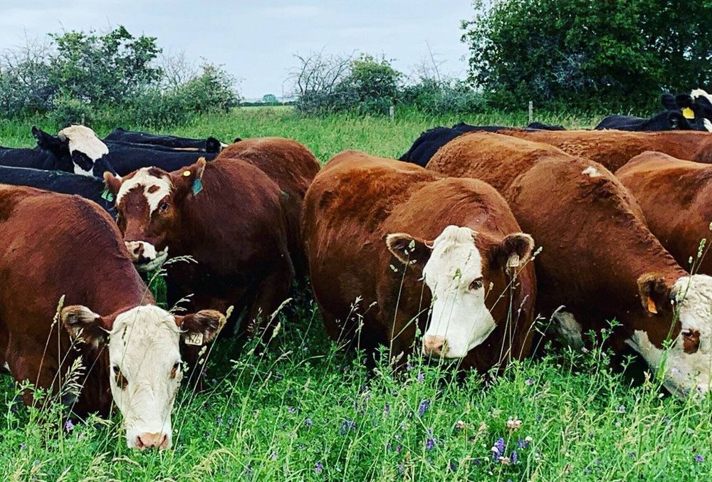 Cattle grazing in a grassy field; mostly brown and white Hereford, with some black and white cows, under a cloudy sky.