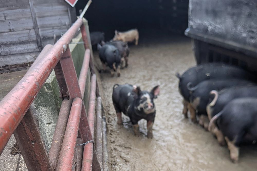 Pigs walking in a muddy pen, some entering a dark space, others trailing behind.