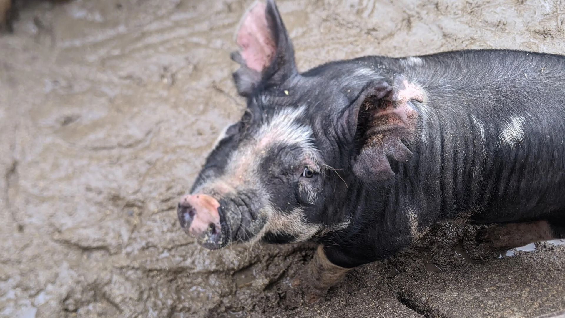 Black and white pig lying in mud, head turned towards the left.