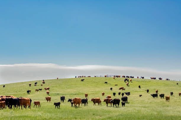Cattle grazing on a green hillside under a bright blue sky with a thin cloud layer.