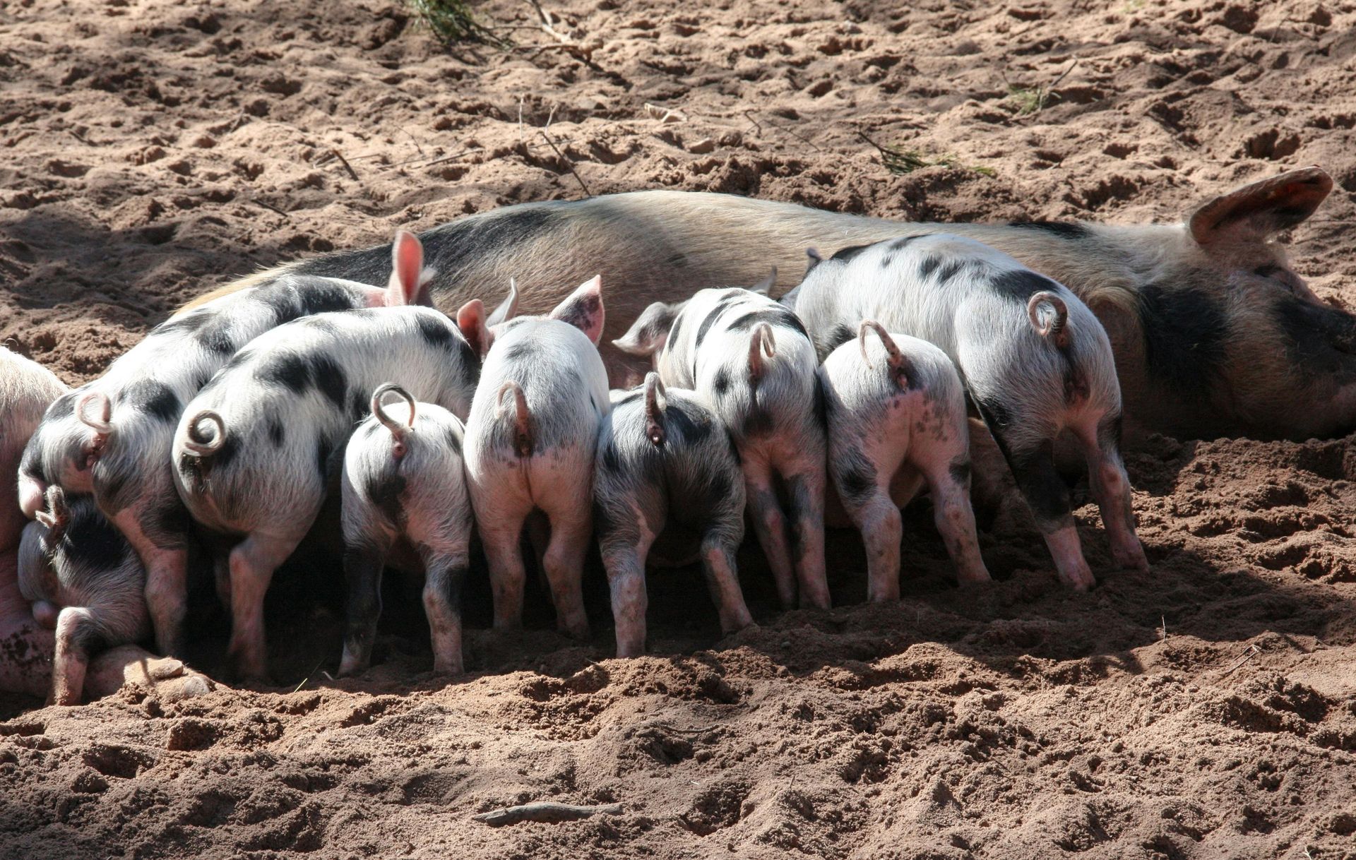 Sow nursing piglets in a muddy pen; the piglets are spotted black and white.
