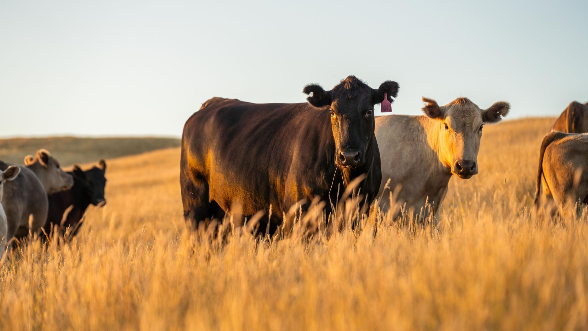 Cattle grazing in a golden field under a clear sky. A black cow and a light tan cow stand facing the camera.