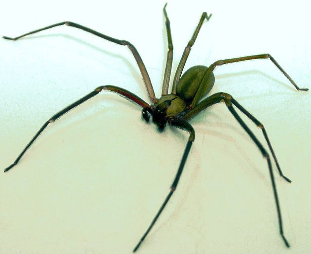 Brown Recluse Spiders Are in Mid-MO & Dangerous! Call Atkins Pest Control for a Spider Problem.
