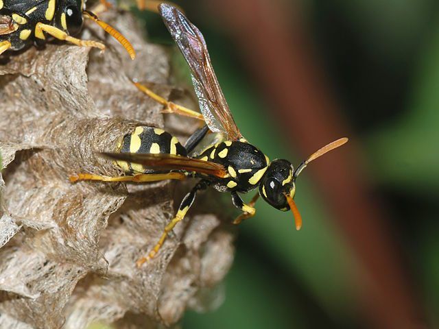 Wasps Building Nests in Your Mid-MO Home? Call Atkins Pest Control Today for Wasp Control.