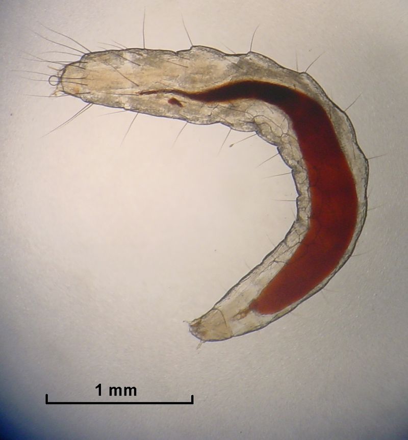 Fleas Start Out as Larva Before Becoming a Pest to Your Mid-MO Home. Call Atkins to Stop Them.