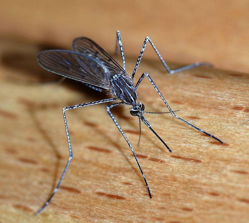 Mosquitos Are Super Pesky in Mid-MO. Get Help for a Mosquito Problem From Atkins Pest Control.