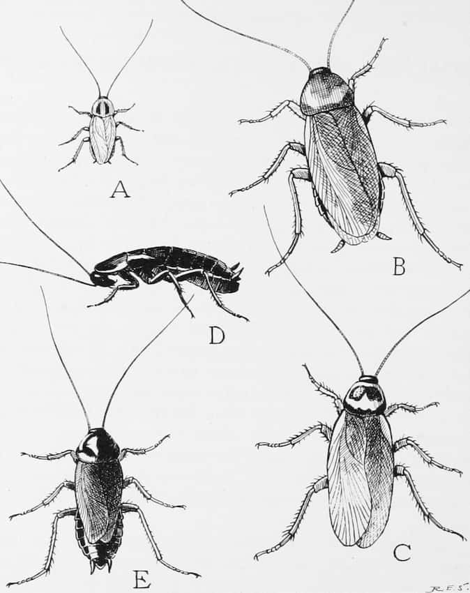 A Diagram of Different Roach Types. Call Atkins Pest Control in Mid-MO for Cockroach Removal.