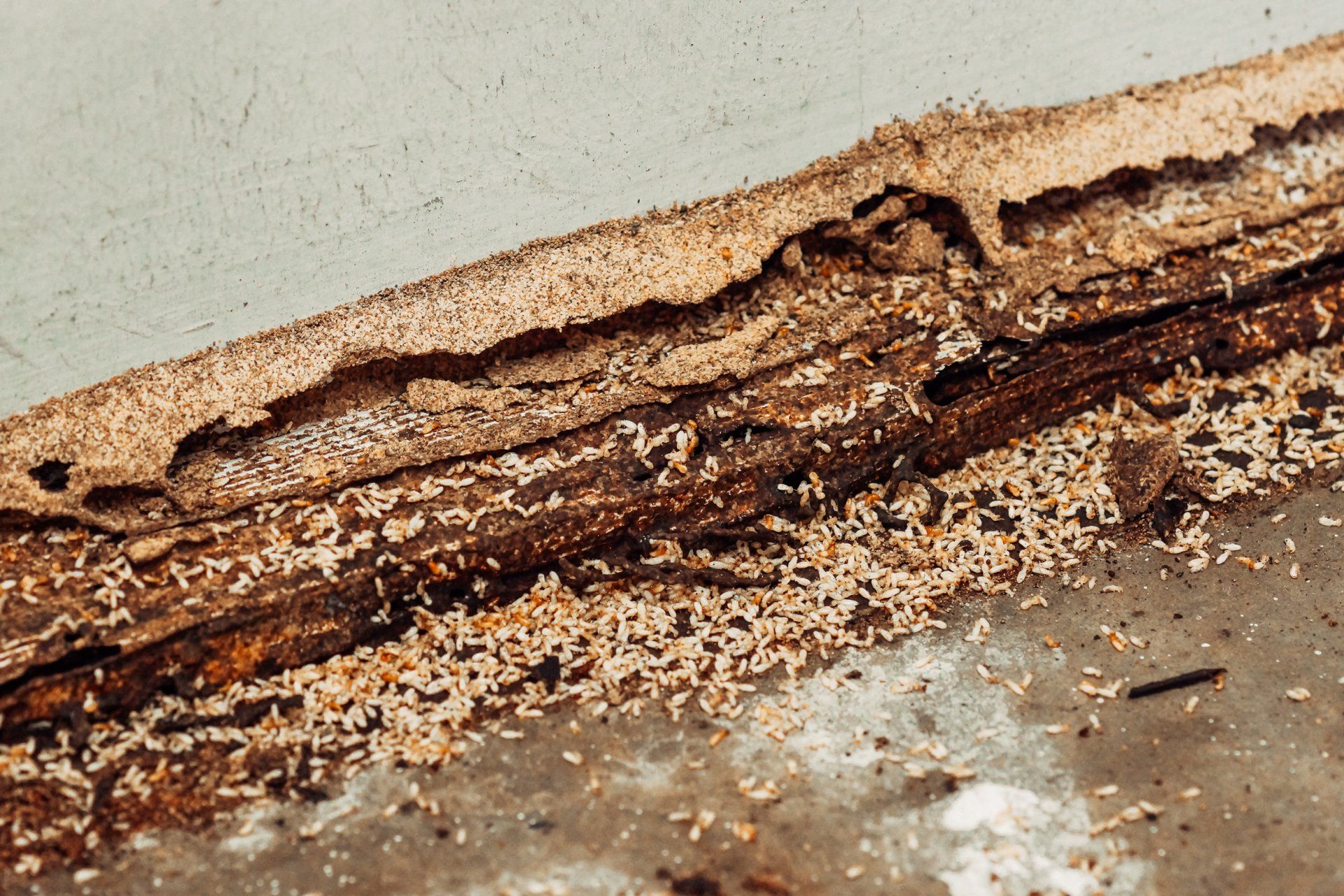 Termite Wood Injection – How to Get Rid of Drywood Termites – UDNWIY