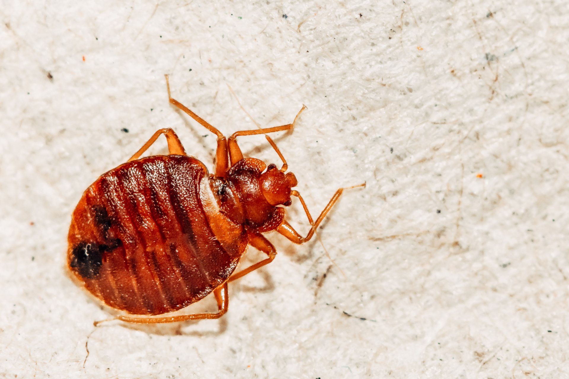 A Nasty Bed Bug Up Close. Call Atkins for a Bed Bug Problem in Mid-Missouri Today!