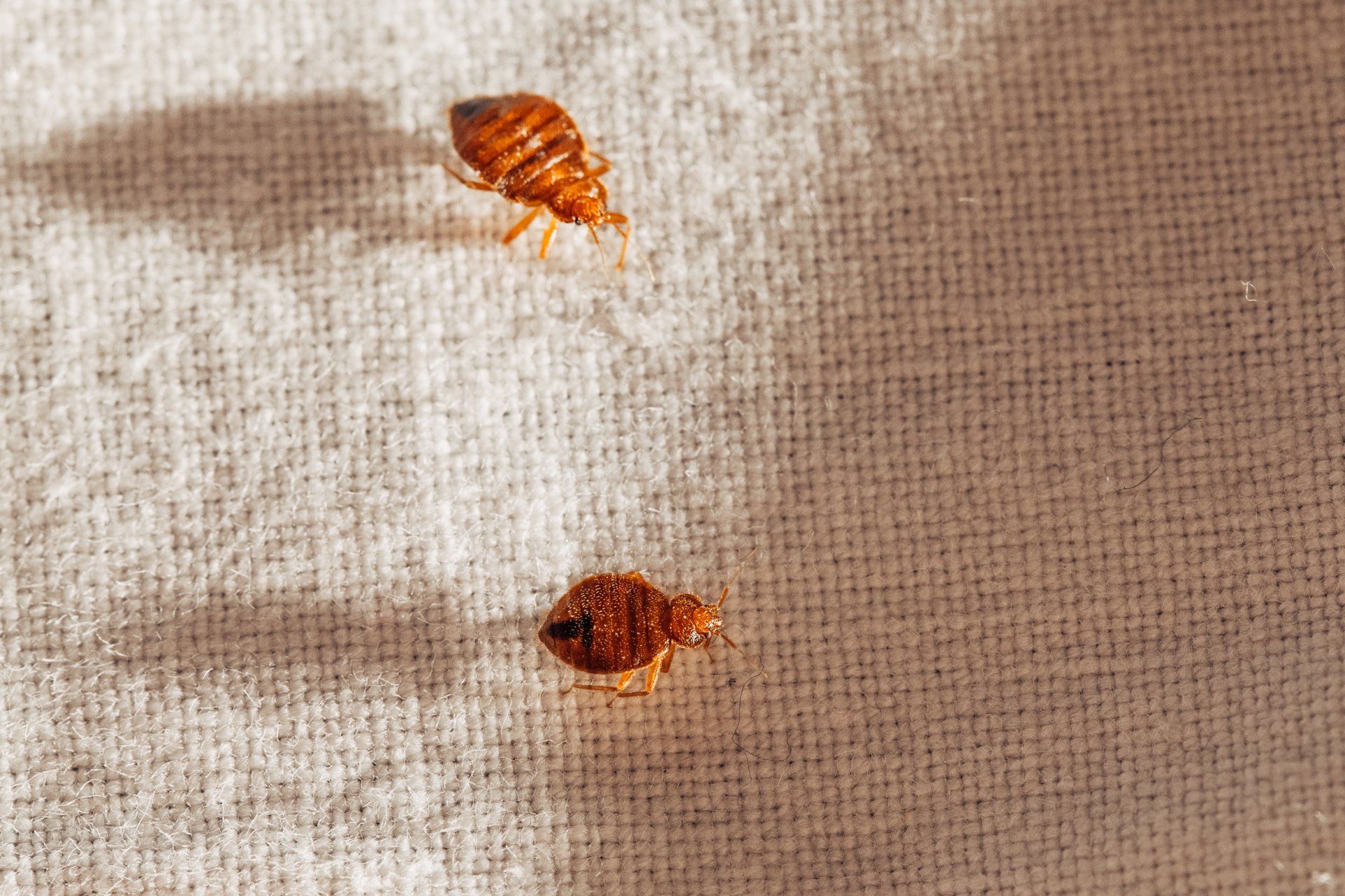 The Bed Bugs Do & Will Bite! Check Your Bedsheets & Call Atkins in Mid-Missouri Today.