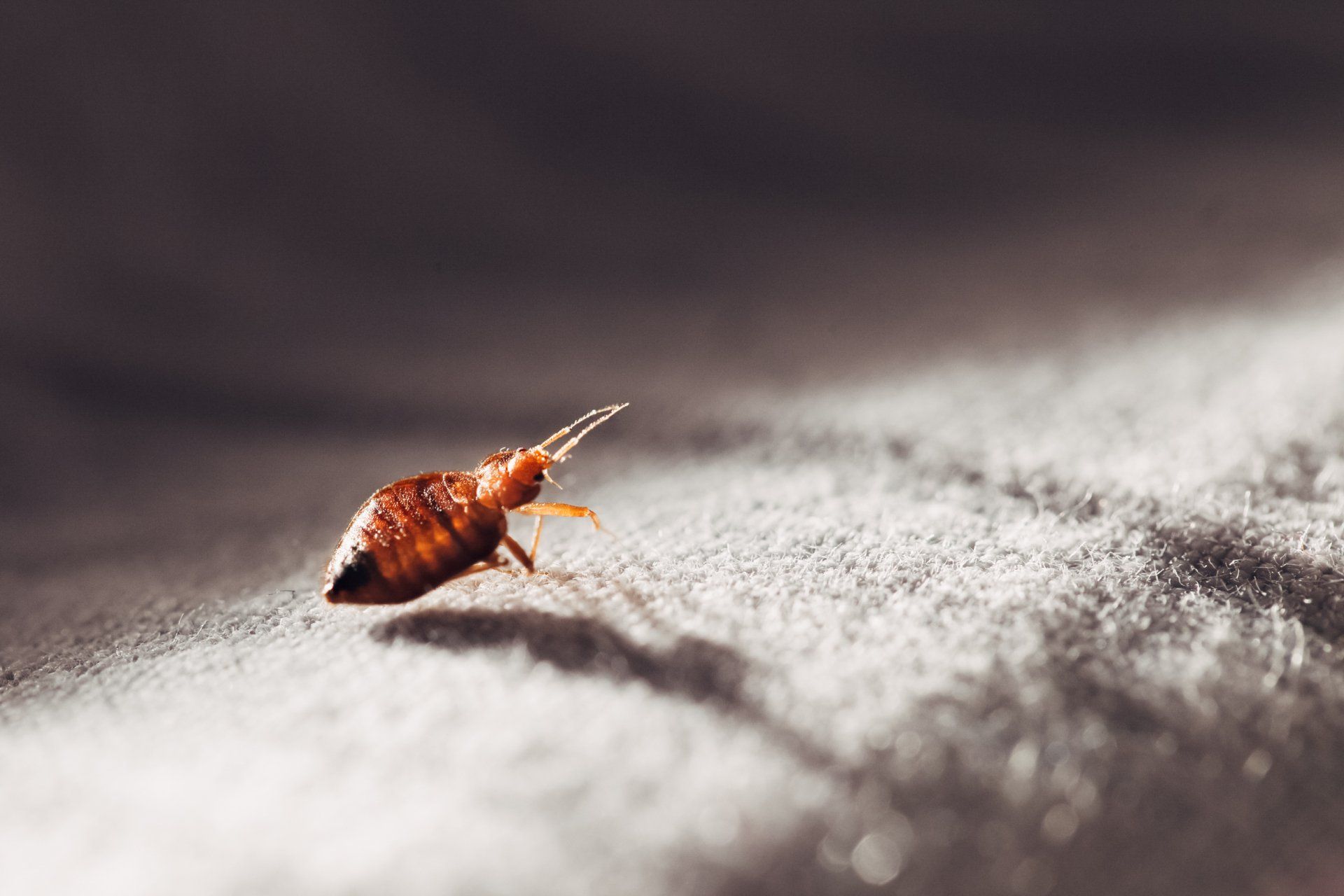 How to Identify a Bed Bug in Mid-MO? Read Atkins’ Pest Library to Find Out More.