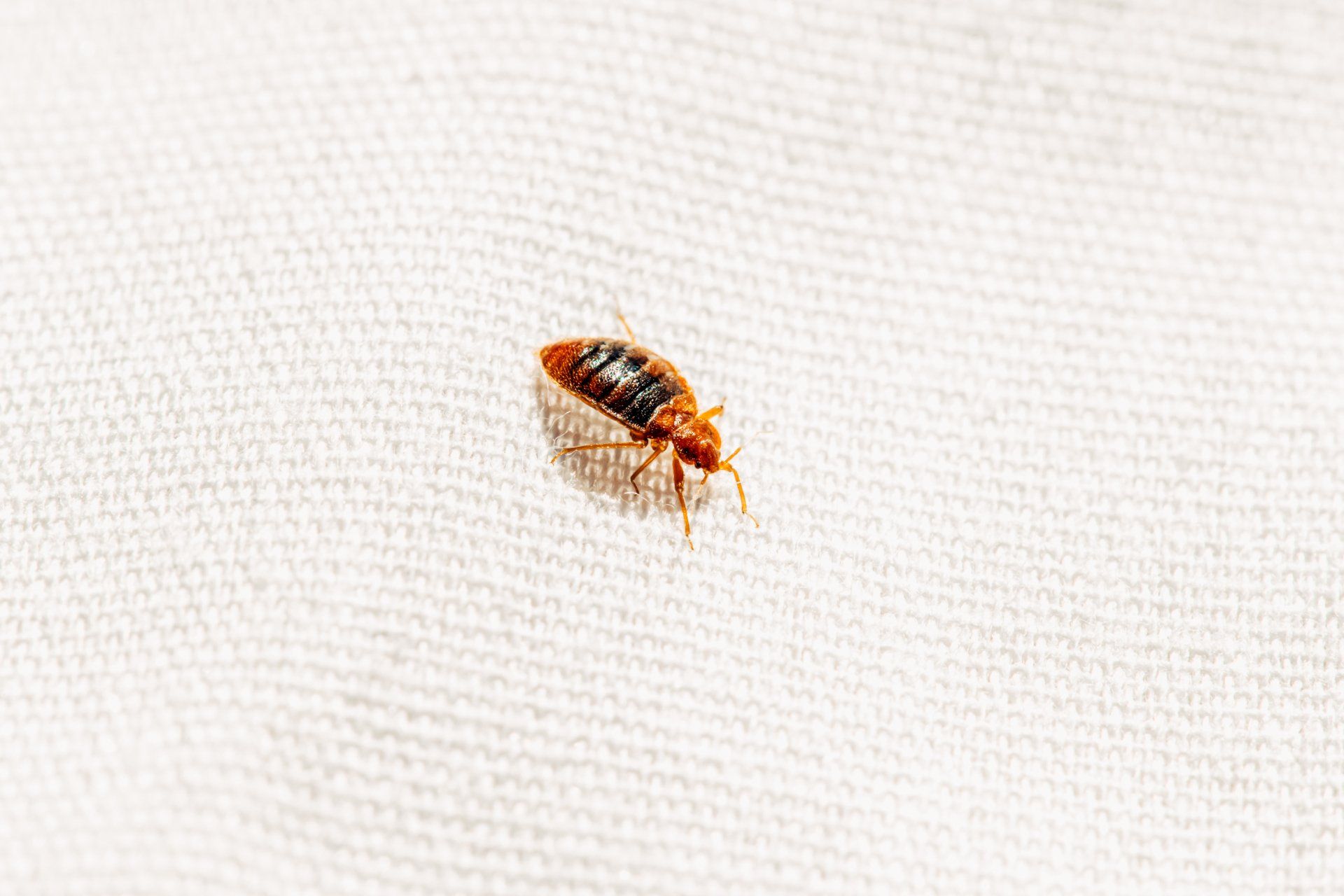 A Little Bed Bug Can Take Lots of Damage. Call Atkins Pest Control in Mid-Missouri for Real Results.