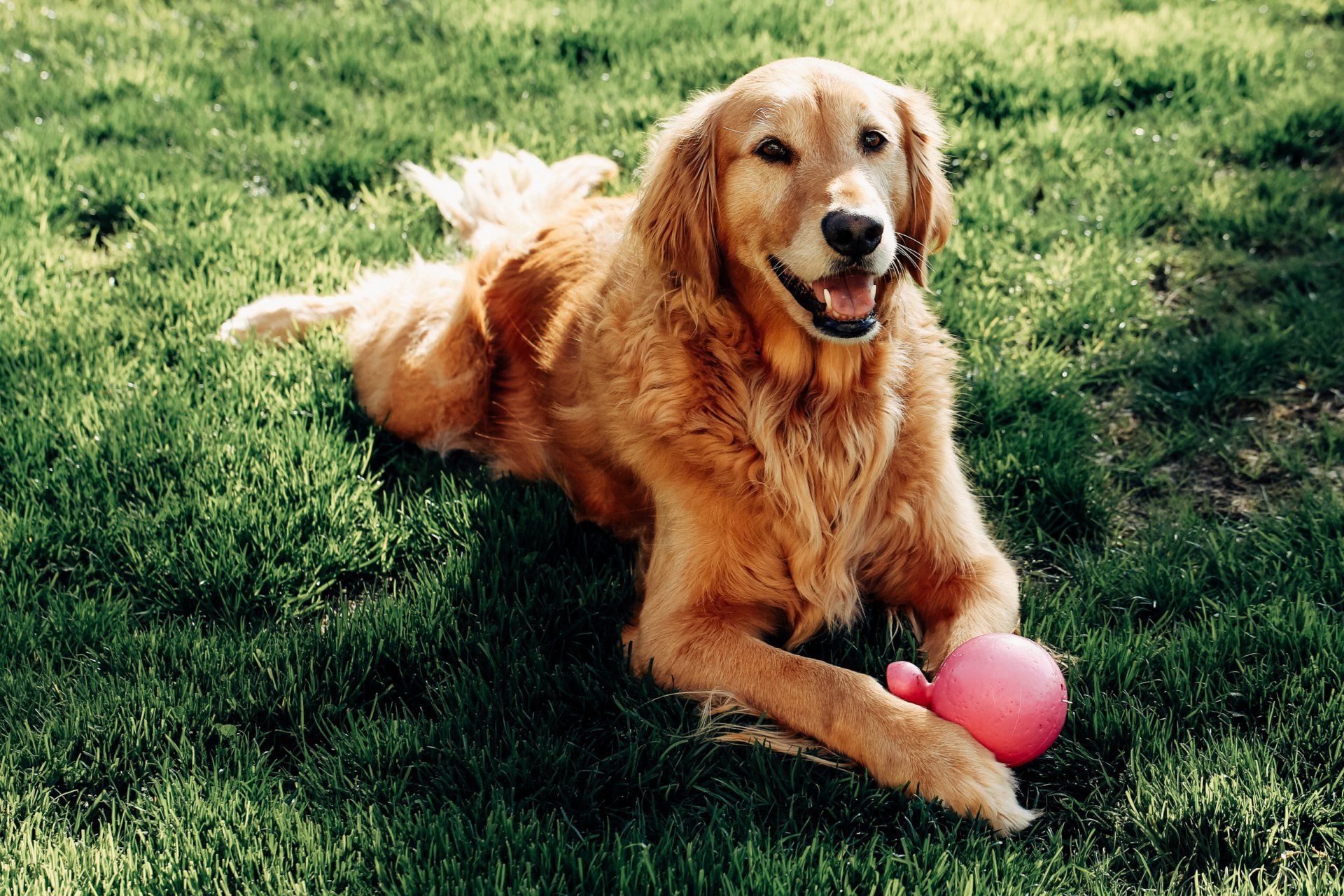 Got a Playful Dog in Mid-Missouri? Keep Them from Running With Atkins’ Hidden Dog Fences.