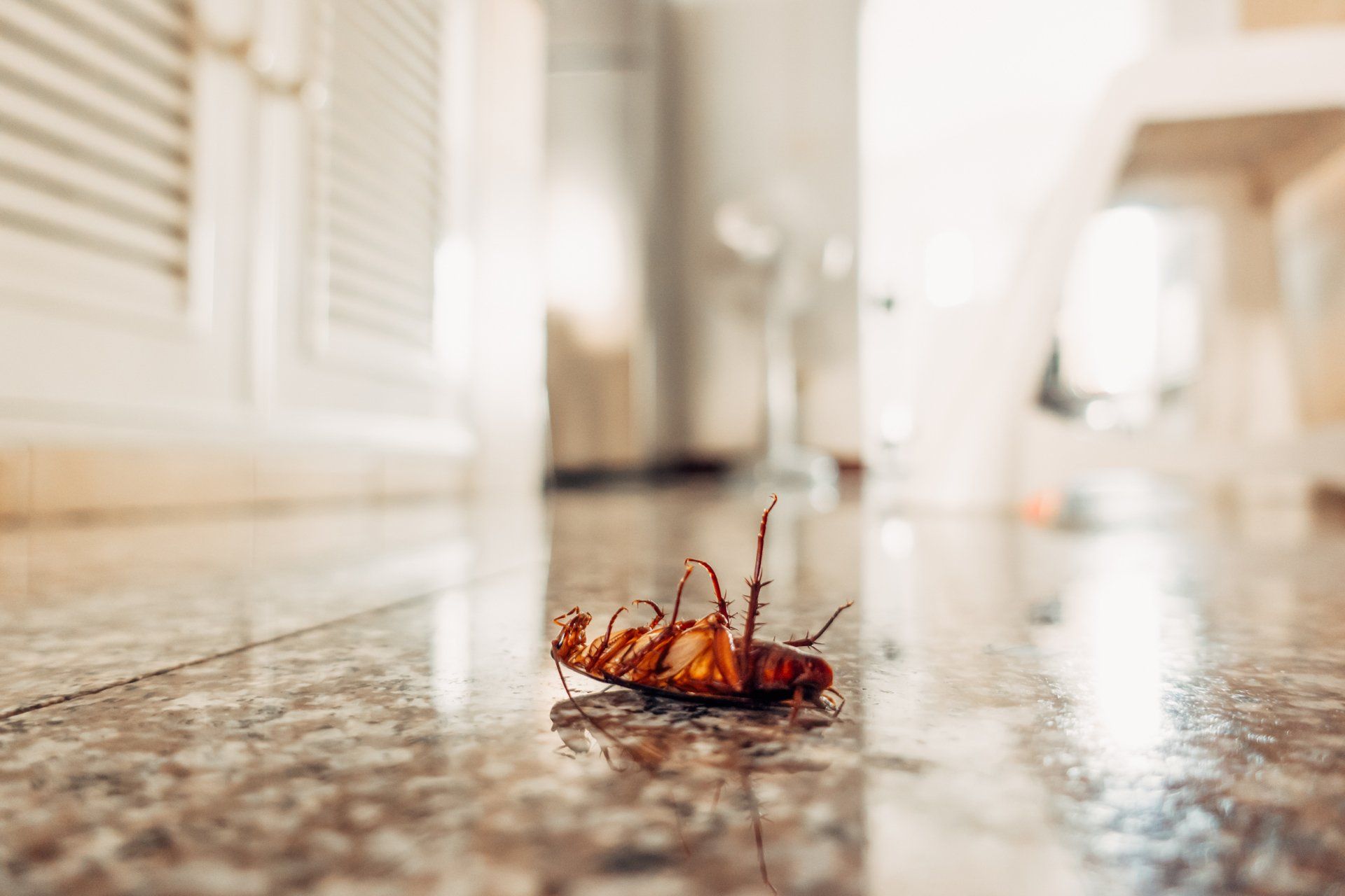 Learn More About Roaches in Mid-Missouri & Keep Them Away With Atkins Pest Control.