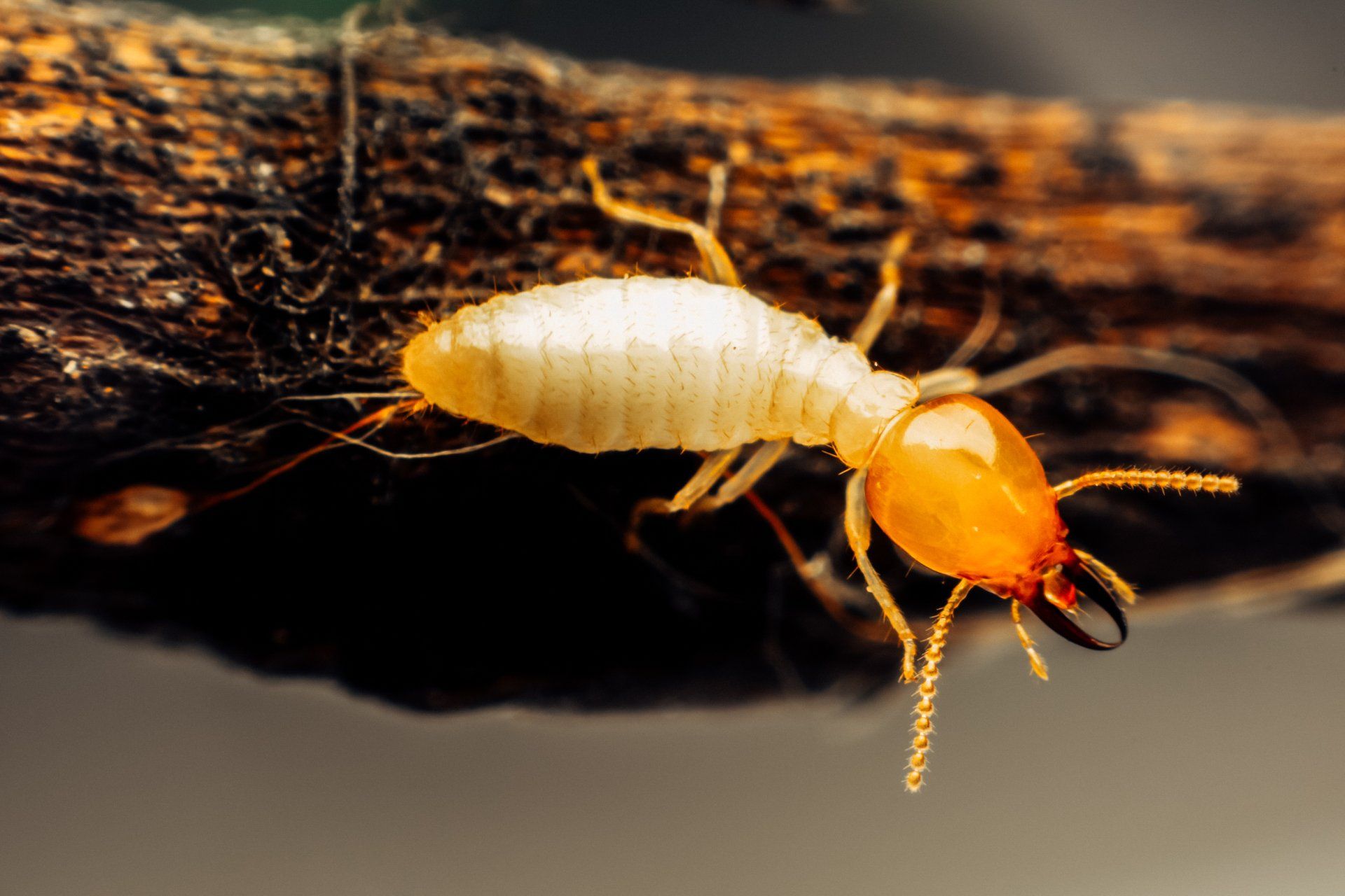 One Termite Becomes a Thousand Before You Know it. Call Atkins Pest Control in Mid-Missouri.