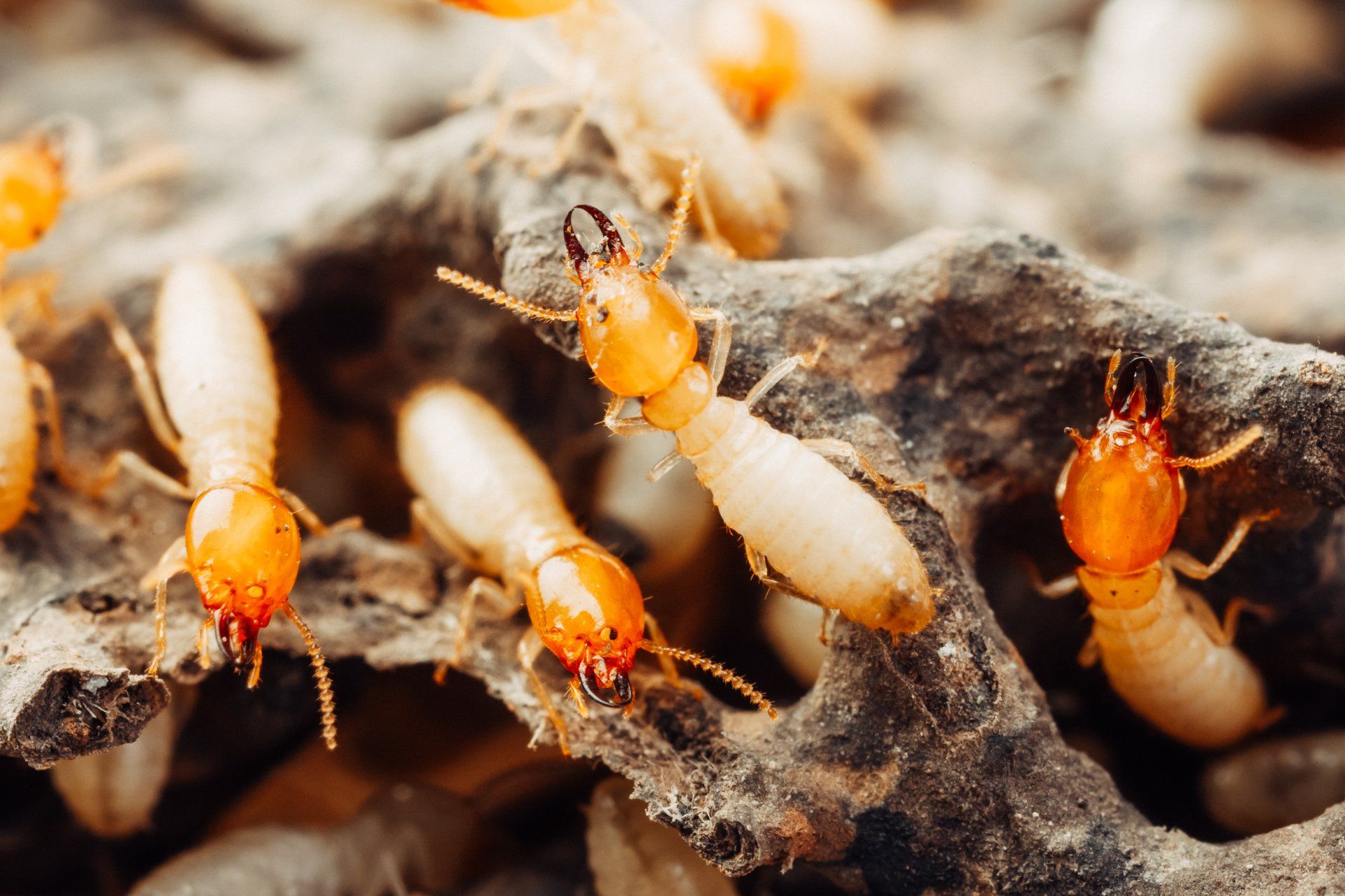 Termites Weave Through Wood & Can Damage Your Mid-MO Home, but Atkins is Here to Stop Them.