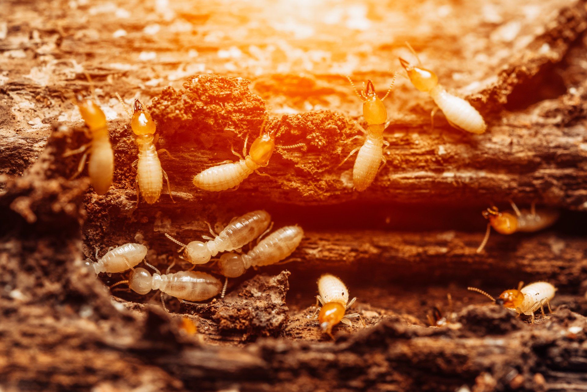 Seeing Termites Near Your Business? Atkins Has Decades of Experience on Termite Control in Mid-MO.