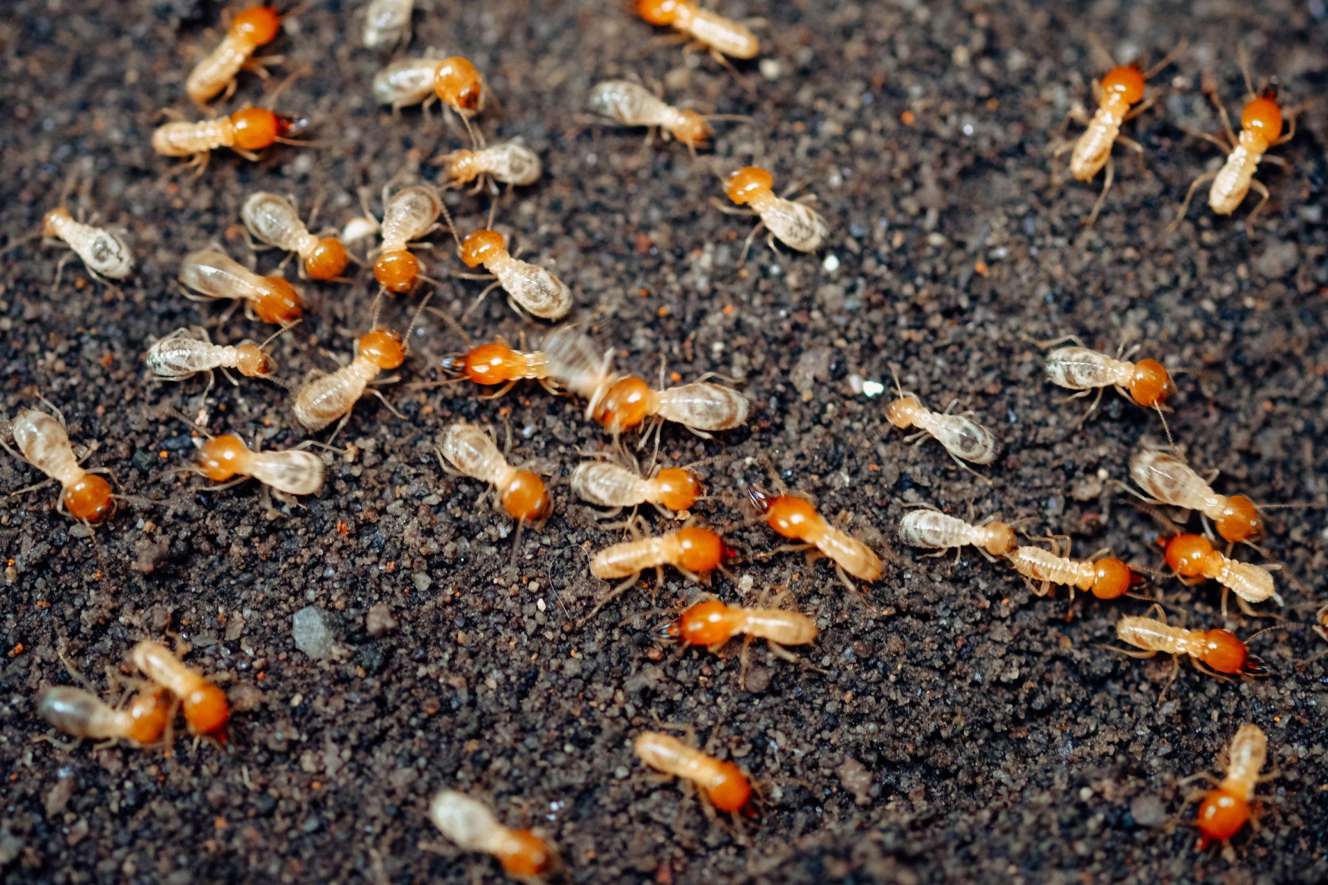 A Swarm of Termites Will Spread & Destroy Your Mid-Missouri Home. Call Atkins for Termite Control!